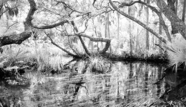 Wild Space exhibit chronicles environmental degradation