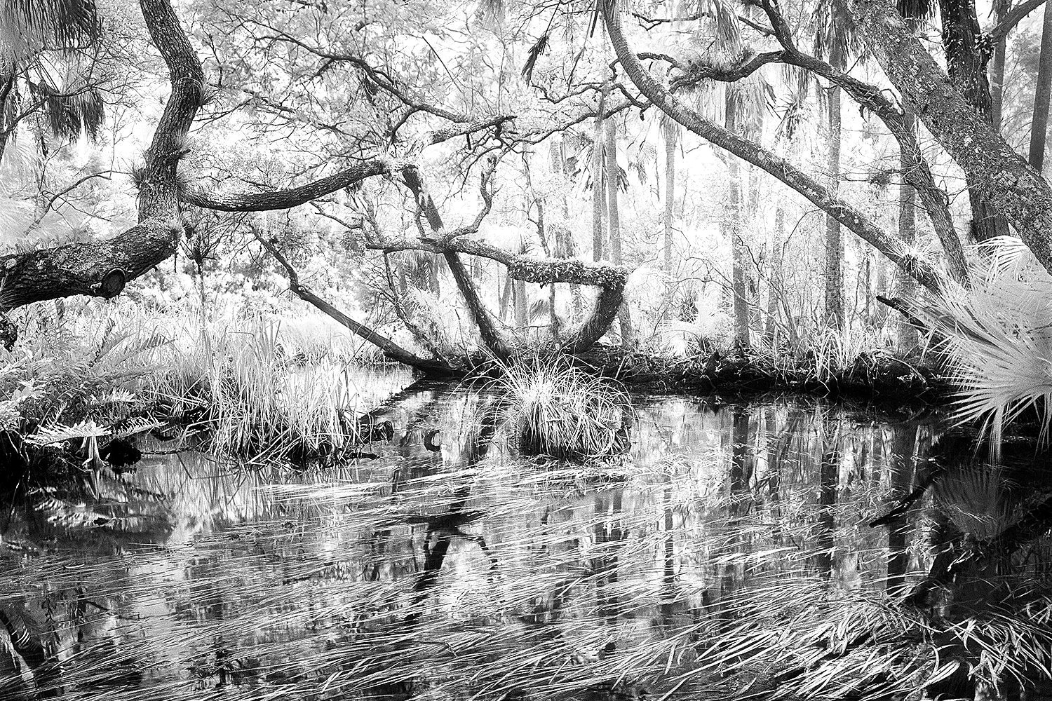 Wild Space exhibit chronicles environmental degradation