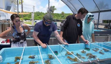 Florida researchers bring endangered elkhorn coral ashore to protect them