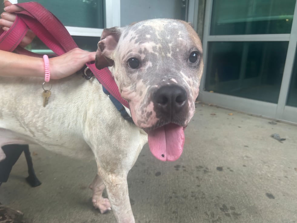 Bane is a happy dog with a happy tail and even a sudden downpour couldn’t dampen his spirits!
