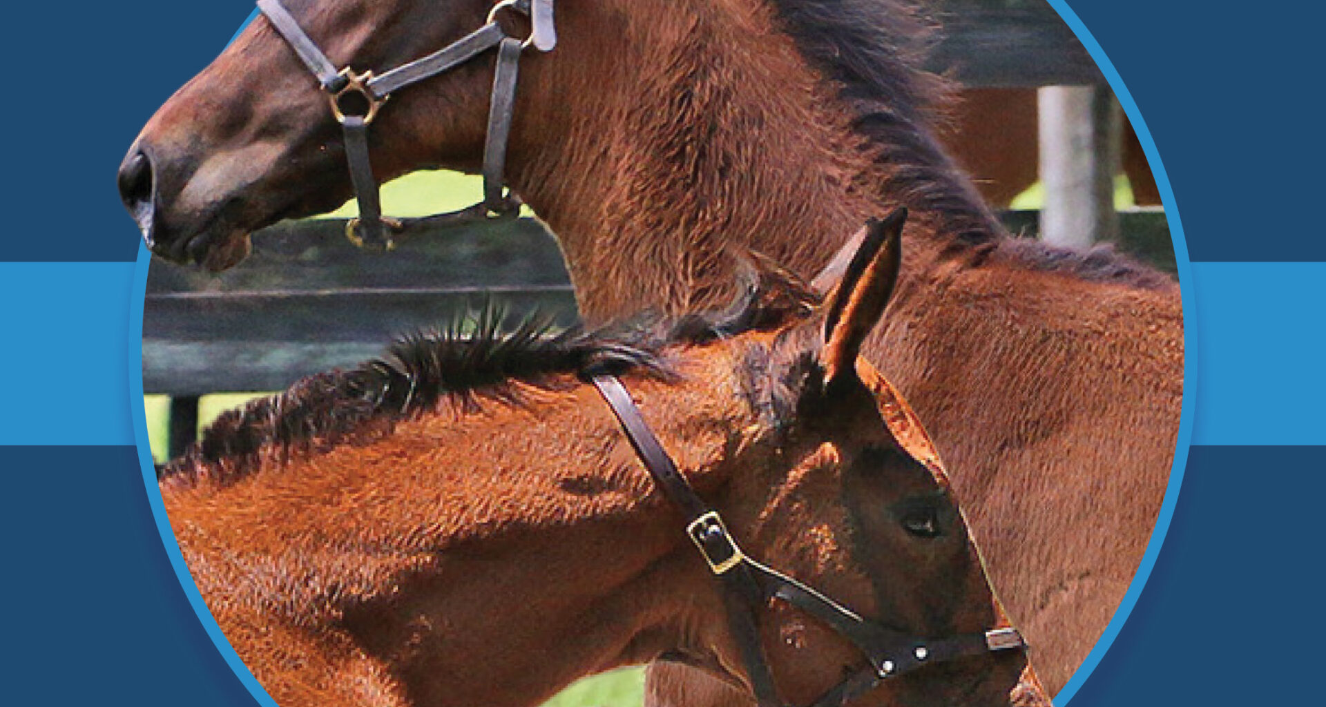 A dark blue square graphic that features the headshots of two Florida-bred Thoroughbred foals based on a circular frame outlined by light blue. The foals’ ears and muzzle overlap the circular frame as they stretch forward in a gallop going in opposite directions, creating a 3d effect that is emphasized by shadowing underneath the circular frame. A light blue bar runs behind it in the middle of the square. (Photo: ©Tandra Downs)