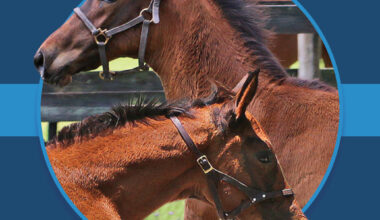 A dark blue square graphic that features the headshots of two Florida-bred Thoroughbred foals based on a circular frame outlined by light blue. The foals’ ears and muzzle overlap the circular frame as they stretch forward in a gallop going in opposite directions, creating a 3d effect that is emphasized by shadowing underneath the circular frame. A light blue bar runs behind it in the middle of the square. (Photo: ©Tandra Downs)