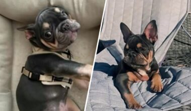 French bulldog dies under Rover pet sitter’s care in Hollywood – NBC 6 South Florida