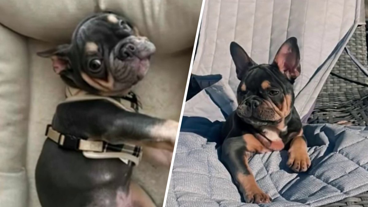 French bulldog dies under Rover pet sitter’s care in Hollywood – NBC 6 South Florida