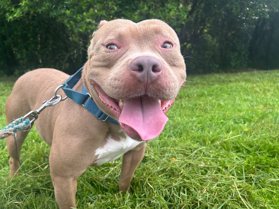 Samba is ready to charm his way onto your couch and into your heart.