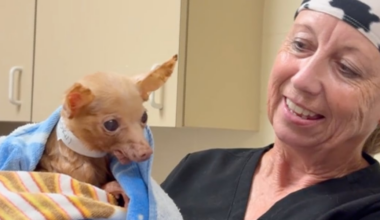 Martin County hoarding case: 108 animals rescued, more than a dozen find forever homes