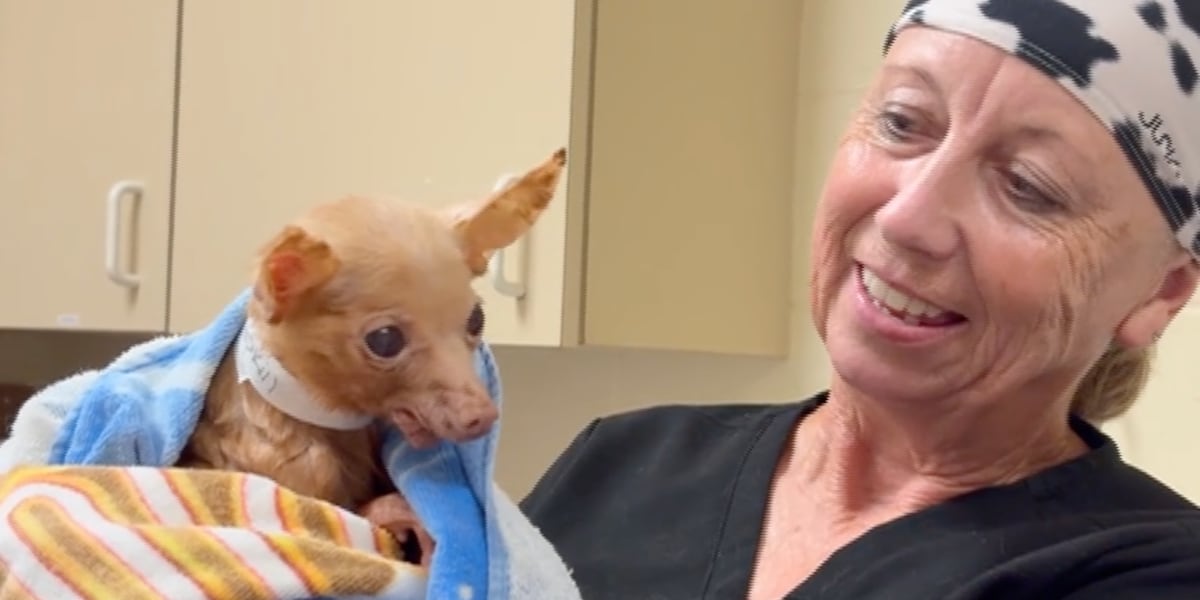 Martin County hoarding case: 108 animals rescued, more than a dozen find forever homes