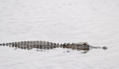 Alligator bites, deadly attacks in Florida: Year-by-Year breakdown