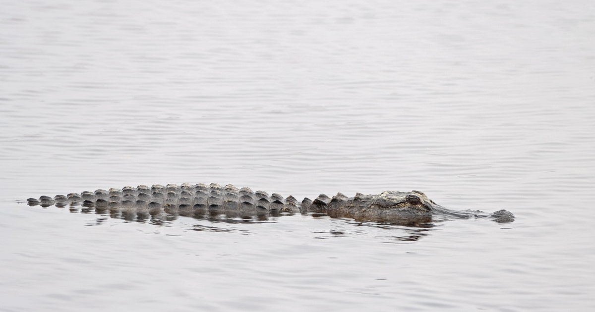 Alligator bites, deadly attacks in Florida: Year-by-Year breakdown