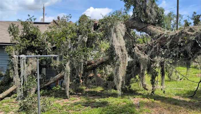 ‘God got me’: Jacksonville woman credits faith after tree destroys her bedroom during Saturday storms