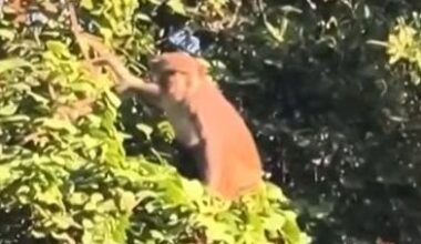 Watch: Florida city issues warning after multiple monkey sightings