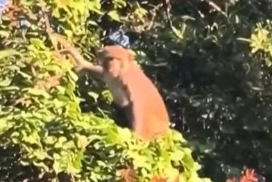 Watch: Florida city issues warning after multiple monkey sightings