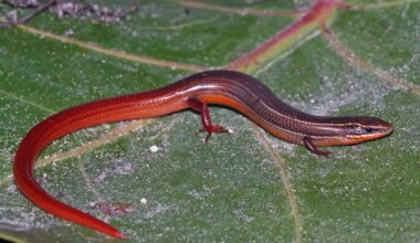 U.S. Fish and Wildlife Service Lists Florida Keys Mole Skink as Endangered