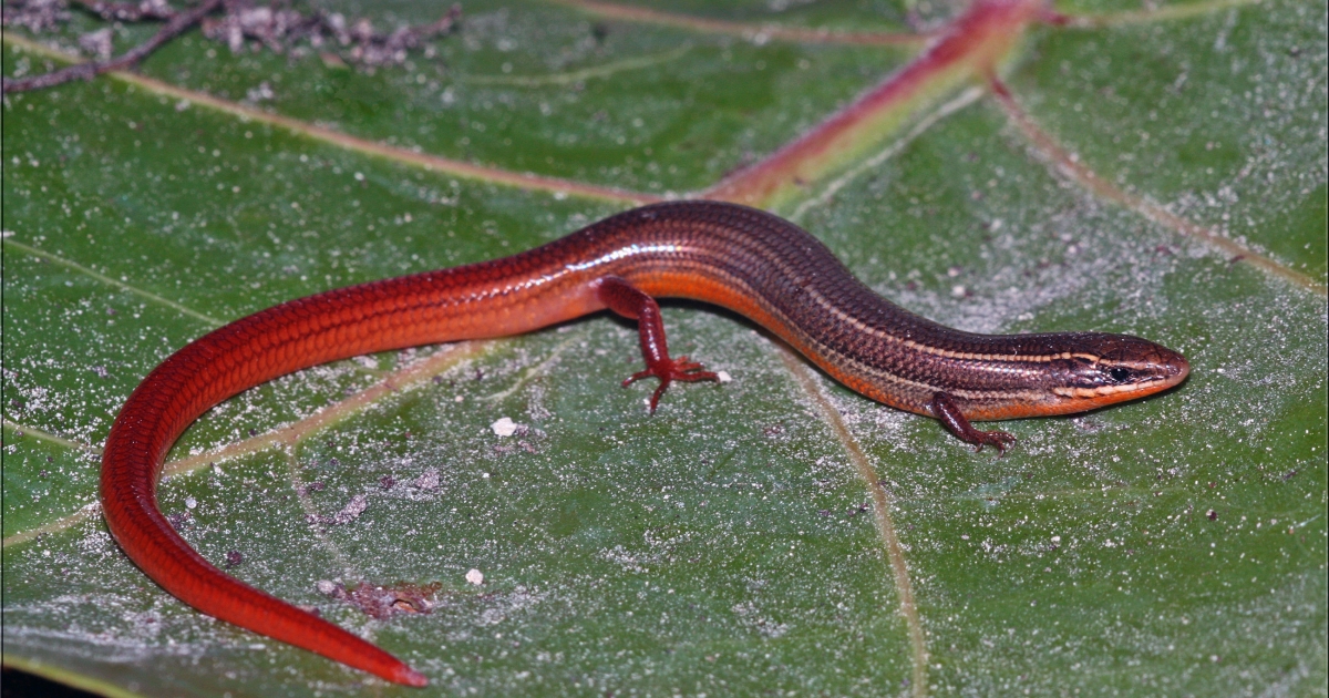 U.S. Fish and Wildlife Service Lists Florida Keys Mole Skink as Endangered