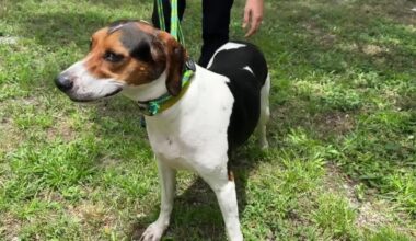 Humane Society of the Treasure Coast needs community to foster, adopt pets during shelter renovation