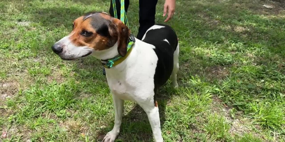 Humane Society of the Treasure Coast needs community to foster, adopt pets during shelter renovation