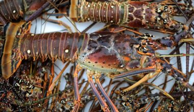 Canadian man arrested for multiple lobster violations in Florida Keys, FWC says – NBC 6 South Florida