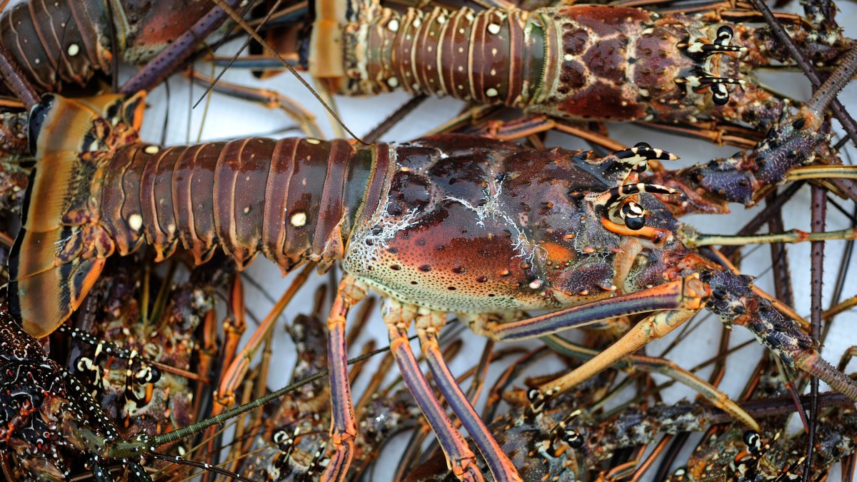 Canadian man arrested for multiple lobster violations in Florida Keys, FWC says – NBC 6 South Florida