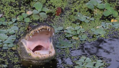 3 gators attacks reported in Florida in 2026: Here’s why – NBC 6 South Florida