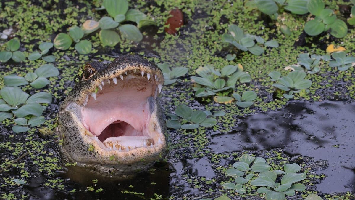 0d8a7dbf-Florida Wildlife And Daily Life Scenes