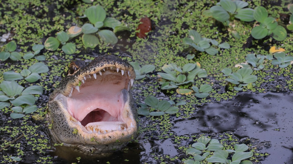 3 gators attacks reported in Florida in 2026: Here’s why – NBC 6 South Florida