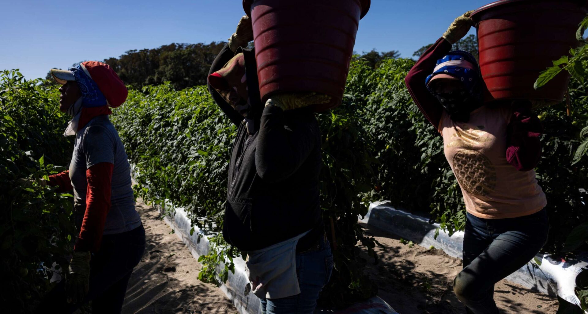 Florida Farmworkers Exposed to Scorching Heat and Pesticides