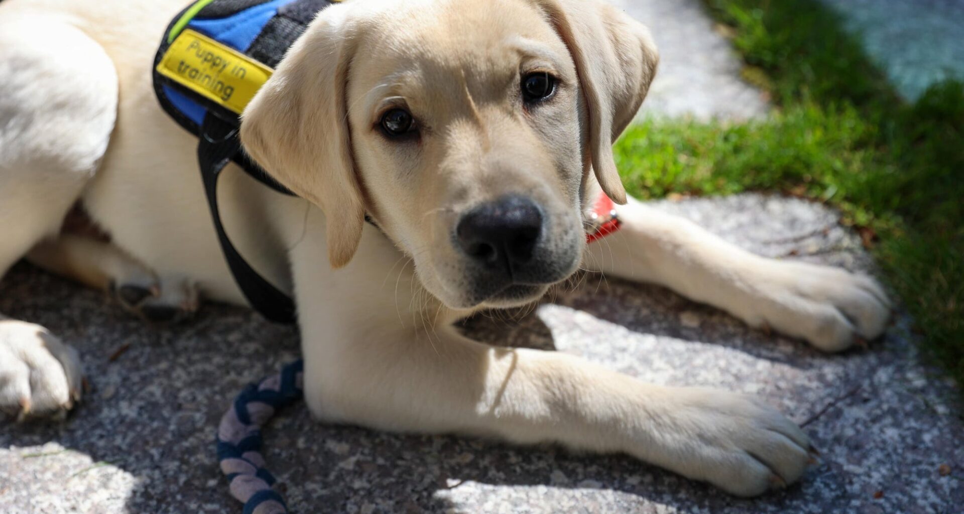Dogs Inc. Takes Puppies to Tampa Airport for Service Training Session