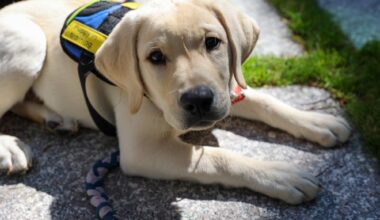 Dogs Inc. Takes Puppies to Tampa Airport for Service Training Session