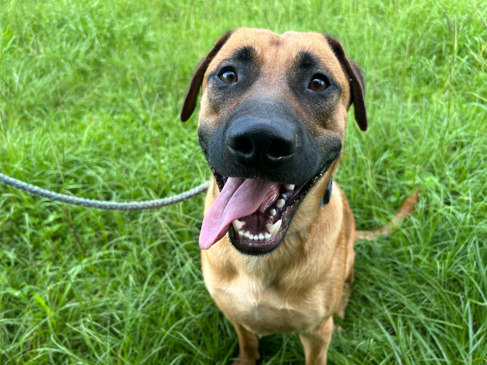 Boxer is not a boxer. He’s a lab mix with a big goofy smile and plenty of positive energy!
