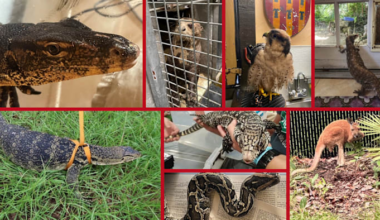 140+ captive animals have escaped in Florida since 2022. Here’s what state records reveal.