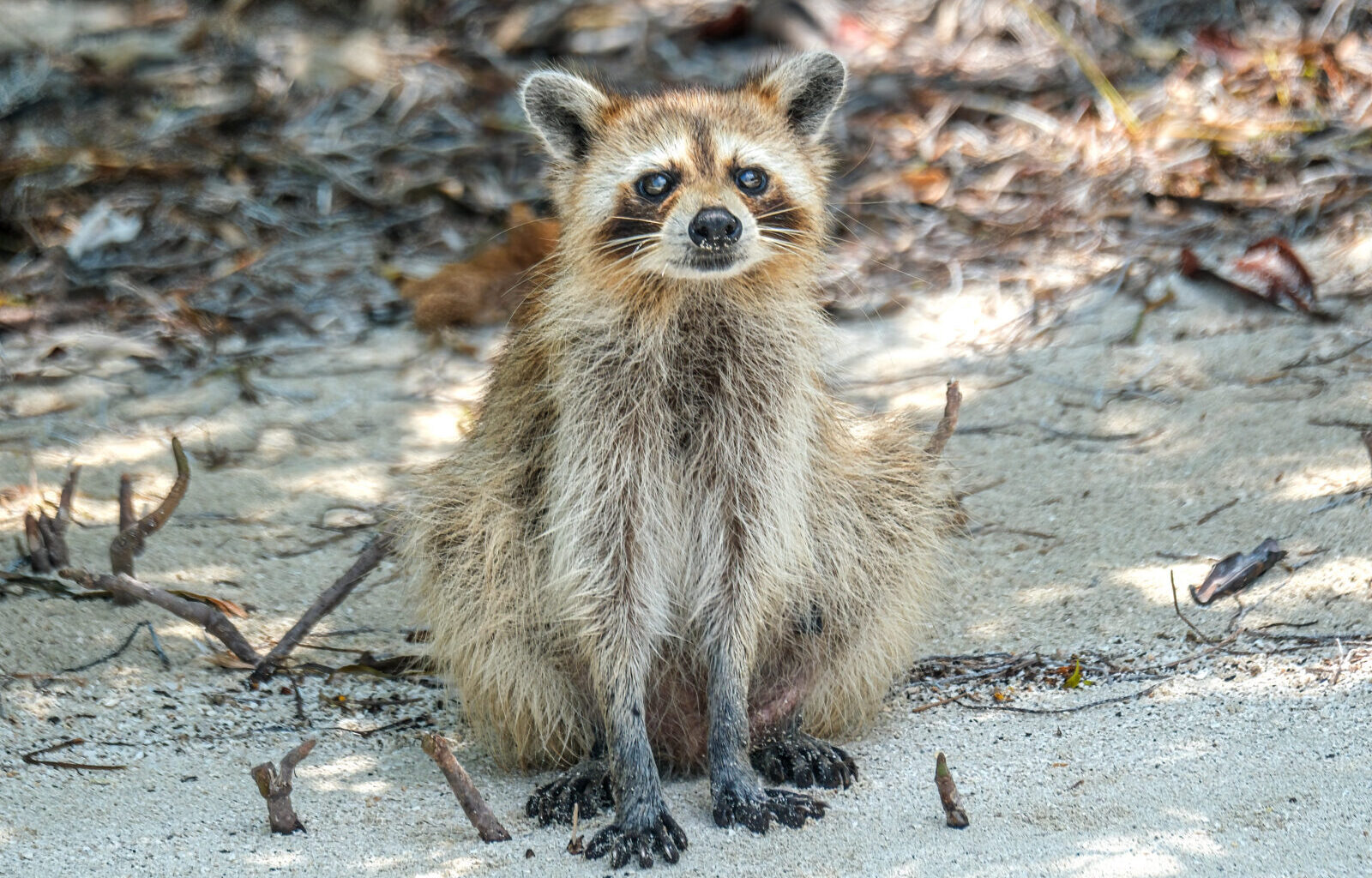 Wild Things: Trash pandas of the Florida Keys