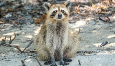 Wild Things: Trash pandas of the Florida Keys
