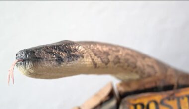 Catch a python? This Florida restaurant will accept it as currency – NBC 6 South Florida