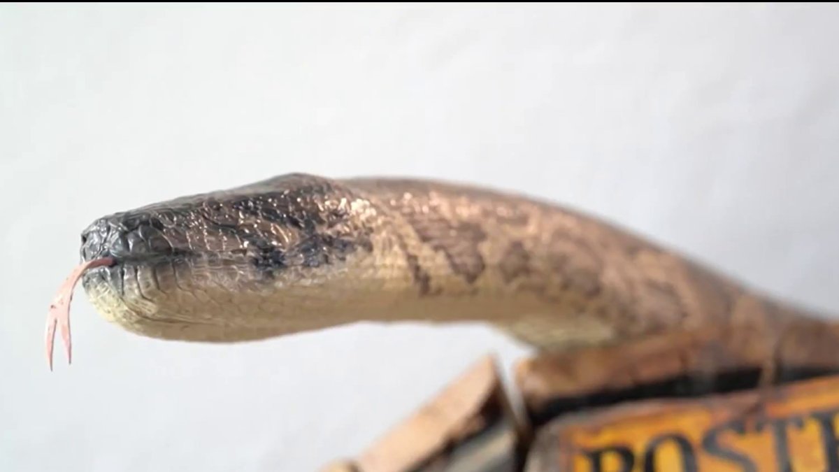 Catch a python? This Florida restaurant will accept it as currency – NBC 6 South Florida