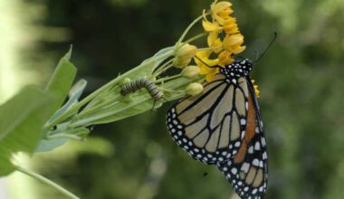 Monarch Mission: Experts are planting 15,000 milkweed plants along Florida roadsides to help butterflies