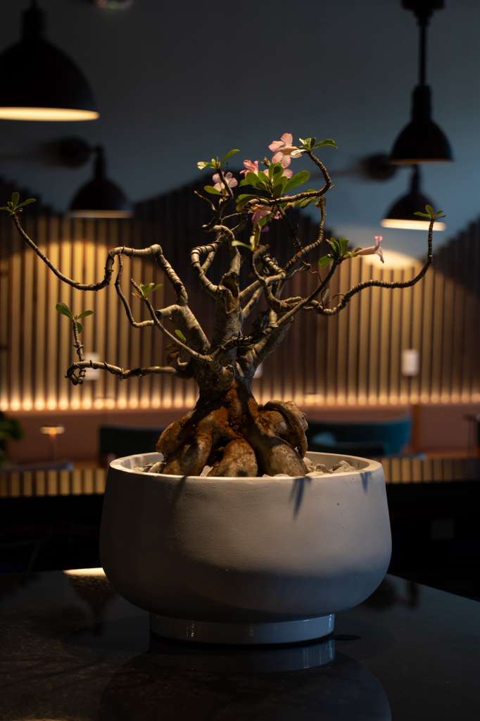 The famous bonsai tree located inside D'Rose Gastrobar in Ybor, Tampa.