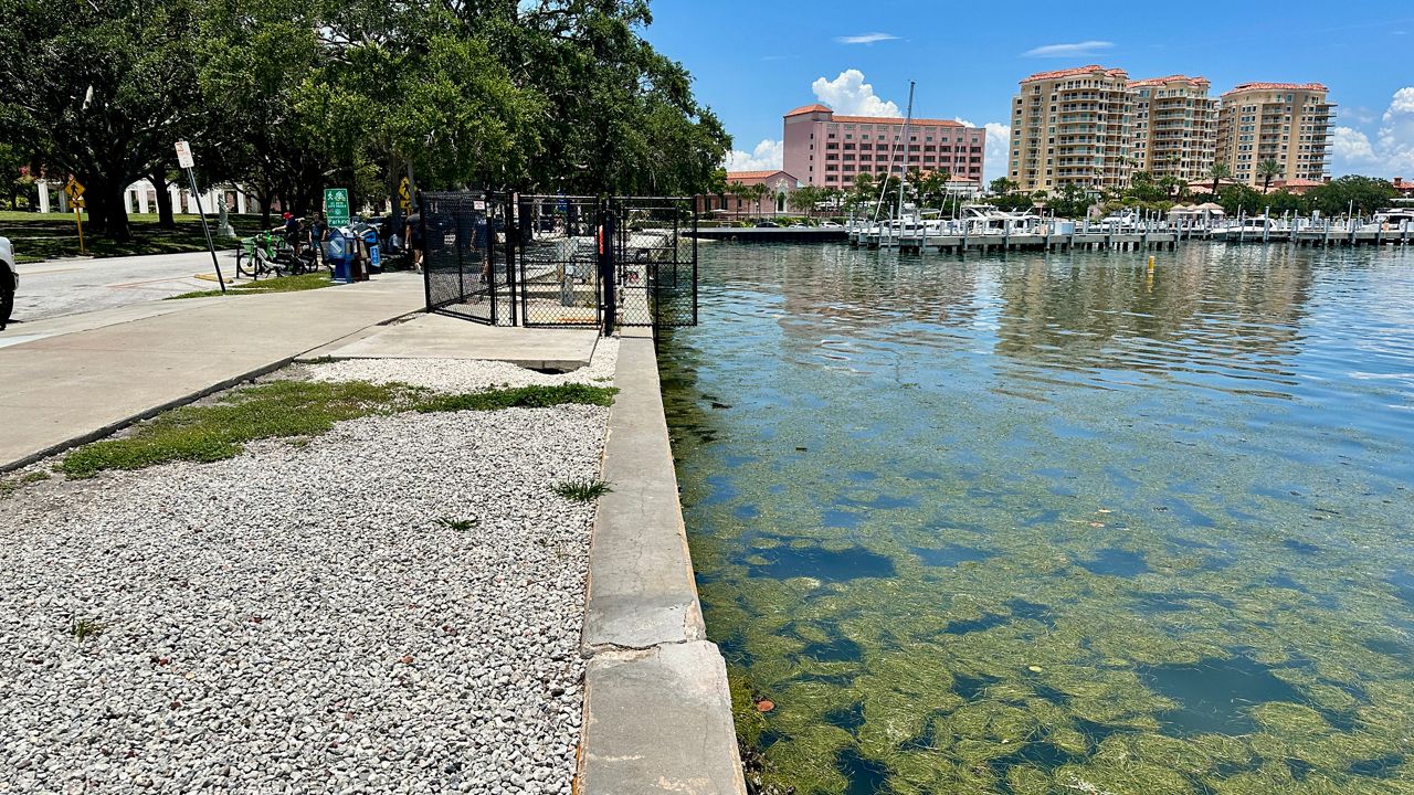 St. Pete will vote on temporary dock for Tampa Bay Ferry