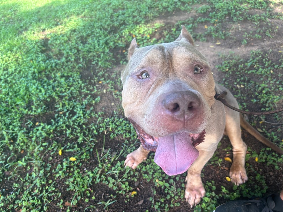Little Man isn't little at all! He's an XL bully who would be a lap dog if he could!
