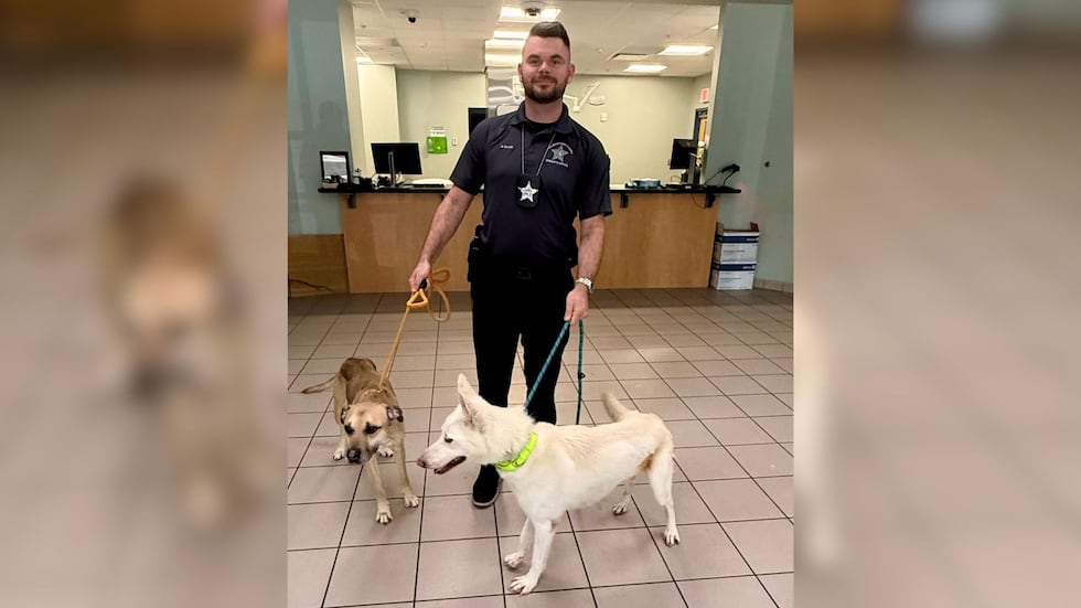 Two allegedly abused dogs are making good progress two weeks after being rescued from a home...