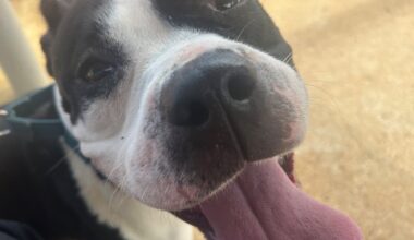 Furry Friday: Personality plus pups!