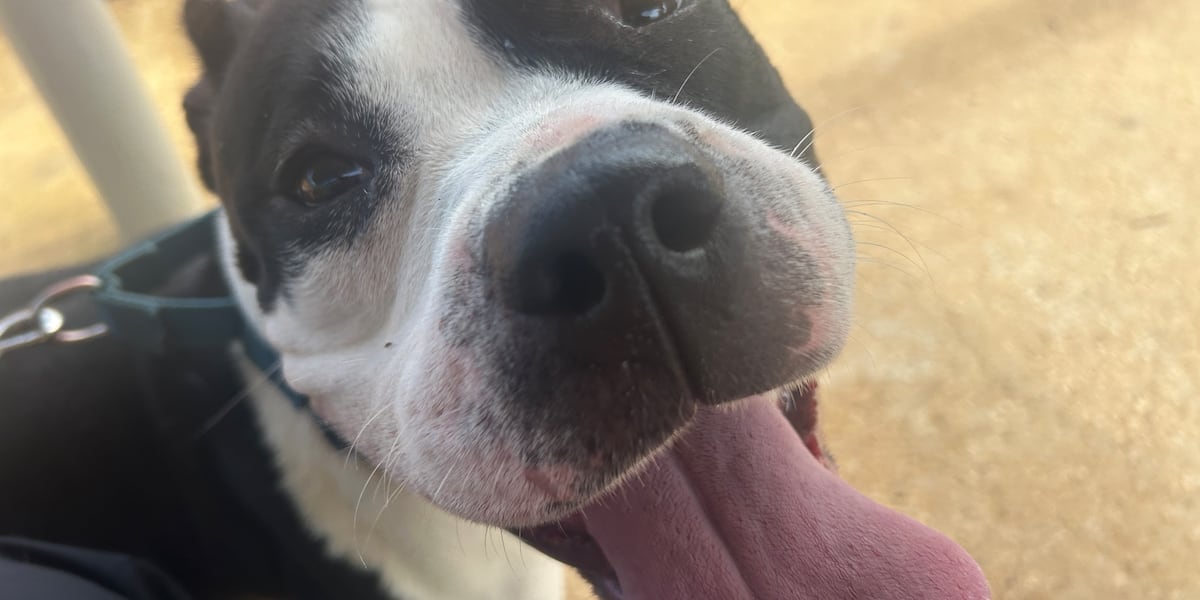 Furry Friday: Personality plus pups!