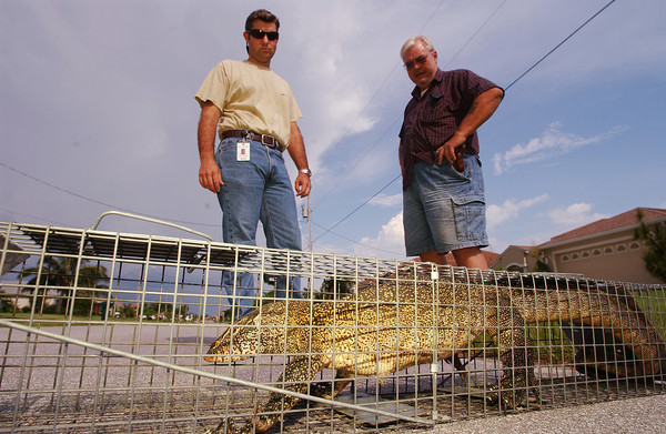 In a 2005 file photo, Harry Phillips (left) with the city of Cape Coral traps a 4-foot Nile monitor lizard as Steve Sebesta, a Cape Coral resident, watches. The city has a problem with the carnivorous lizards which have become a nuisance and a threat.