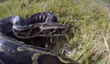 2026 Florida Python Challenge now open