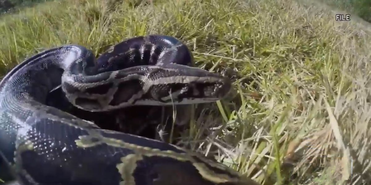 2026 Florida Python Challenge now open