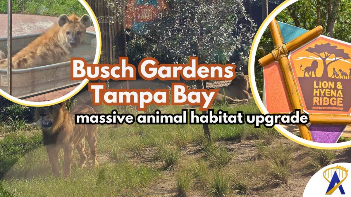 Lion and Hyena Ridge Busch Gardens Tampa Bay opening day - Photos by Jon Self