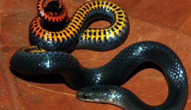 U.S. Fish and Wildlife Service Lists Two Florida Snakes as Endangered