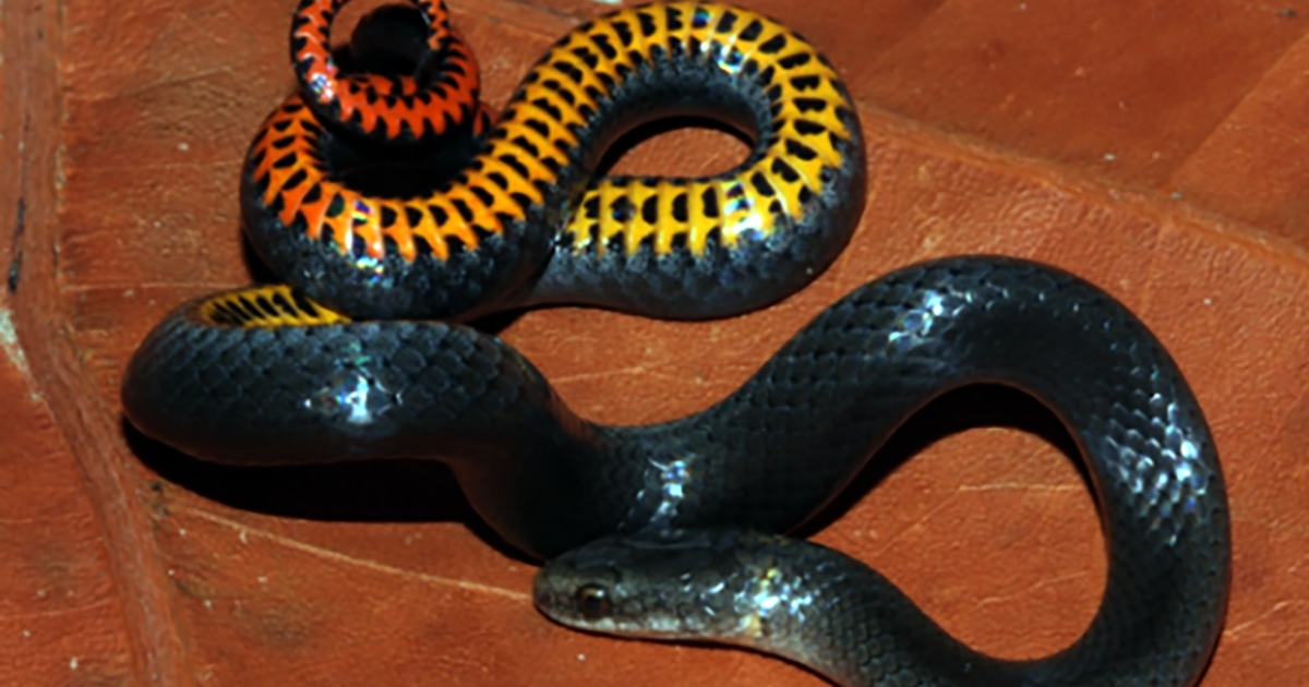 U.S. Fish and Wildlife Service Lists Two Florida Snakes as Endangered