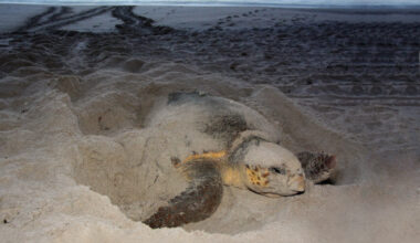 Duke Energy demonstrates sea turtle-friendly lighting