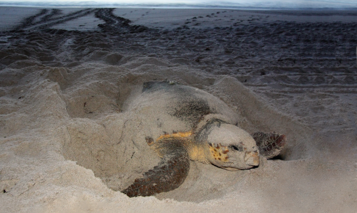 Duke Energy demonstrates sea turtle-friendly lighting