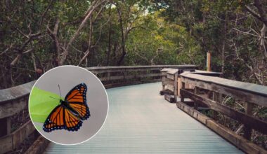 This 57-acre Dania Beach park is Florida’s first designated urban wilderness area